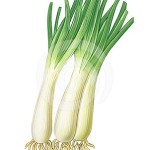 green-onions-24505959